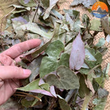 Lá Dâm Đương Hoắc Khô Rừng Tây Bắc 500g