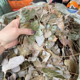 Lá Dâm Đương Hoắc Khô Rừng Tây Bắc 500g