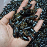 Bổ Củi Rừng Khô Tây Bắc - 50 Con