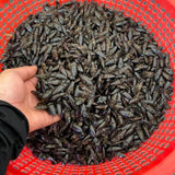 Bổ Củi Rừng Khô Tây Bắc - 50 Con