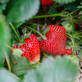 Dâu Tây Sấy Giòn Hộp 100g