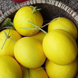 Hạt giống Dưa Lê Thơm Vỏ Vàng Hoàng Gia 365 (1g~20 hạt)