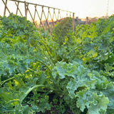 Hạt giống Cải Xoăn Kale Rado 686 (5g~500 hạt)
