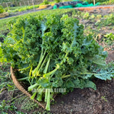 Hạt giống Cải Xoăn Kale Rado 686 (5g~500 hạt)