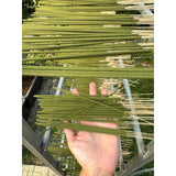 Nhang Khuynh Diệp 30cm - 500g