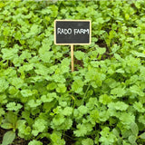 Hạt giống Ngò Hạt Nhỏ Rado 31 (20g~3000 hạt)