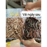 Ba Kích Tím Quảng Ninh Bóc Lõi 500g