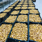 Trà Gừng Hữu Cơ Karose 100g