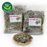 Cây Bầu Đất Tía Khô 500g