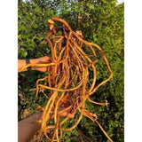 Rễ Hoàng Kì Nam Hút Chân Không 1kg