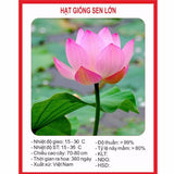 Combo 3 gói GÓI 10 HẠT GIỐNG SEN TA( SEN HỒNG VN)