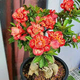 Gói 10 hạt Sứ cánh kép nhập từ Thái Lan