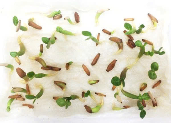 Gói 10 hạt Sứ cánh kép nhập từ Thái Lan