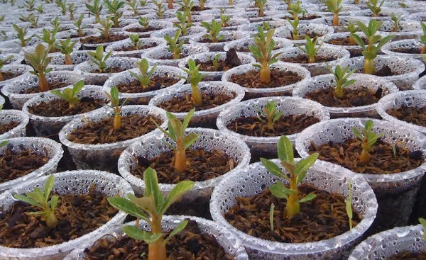 Gói 10 hạt sứ thái nhập khẩu Thái Lan mix 7 màu